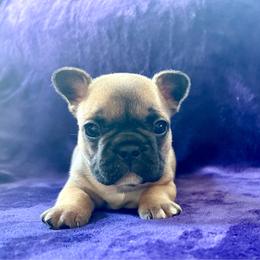 Sylvester - Fawn male French Bulldog puppy in Greeley, Colorado from Mandy Moon French Bulldogs