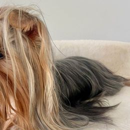 Lola - Yorkshire Terrier