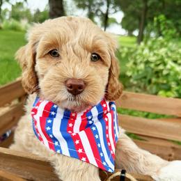 Usher - Caramel ice male Australian Labradoodle puppy in Harrisonville, Missouri from Blessed Day Doodles