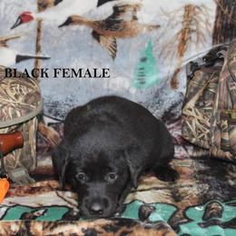 Labrador Retriever Puppies from Copper Creek Outfitters and Kennel