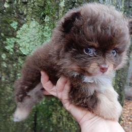 Pixie pup 3 - Chocolate and tan male Pomeranian puppy in Carrollton, Georgia from B AND R'S POMERANIAN'S