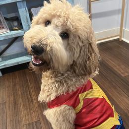 Remi - Goldendoodle
