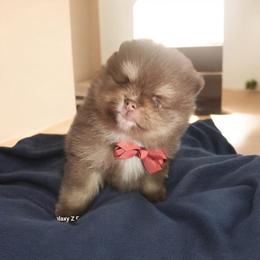 Gatlin 3,500 dollars - Chocolate and tan male Pomeranian puppy in Amelia, Ohio from Boujee Puff Poms