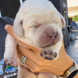 Teal - Champagne female Dilute Retriever puppy in Orangevale, California from NorCal Silver & Coal Labradors