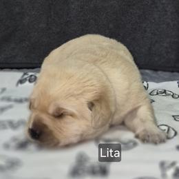 Lita - Yellow female Labrador Retriever puppy in Greenwich, Ohio from Pure Gem Kennel