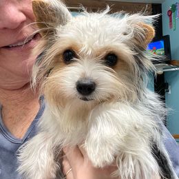 Mel - Yorkshire Terrier
