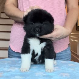 Girl 1 - Akita puppy in Coopersburg, Pennsylvania from Main Street Akitas