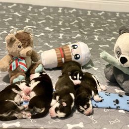 Maltese and Siberian Husky Puppies from Nyx’s Pack