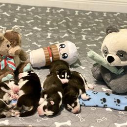 Maltese and Siberian Husky Puppies from Nyx’s Pack