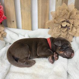 Sawyer - Red and rust female Doberman Pinscher puppy in Boyd, Texas from Team Feem Breeders