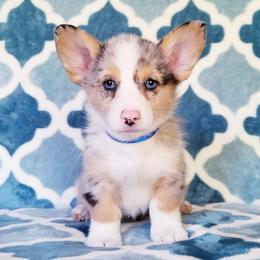 American Corgi and Pembroke Welsh Corgi Puppies from Whimsical Treasure Corgis