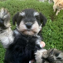 Girl 3 - Black female Miniature Schnauzer puppy in West Point, Nebraska from Canyon Rose Schnauzers