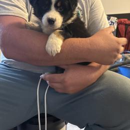Yellow collar - Black tri-color male Australian Shepherd puppy in Defuniak Springs, Florida from Blue Cypress Stock dogs