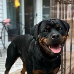 Rottweiler Puppies from Iron Clad Rottweiler