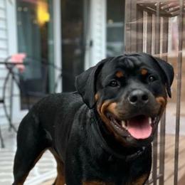 Rottweiler Puppies from Iron Clad Rottweiler
