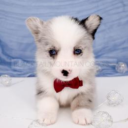 Rune - Brindle merle and white male American Corgi puppy in Santaquin, Utah from Blacktail Mountain Corgis