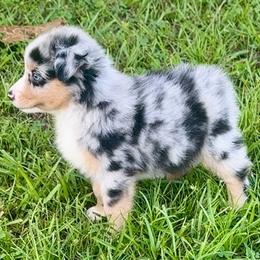 Race - Blue merle male Miniature American Shepherd puppy in Covington County, Alabama from Sweetbay Aussies/ Miniature American Shepherds