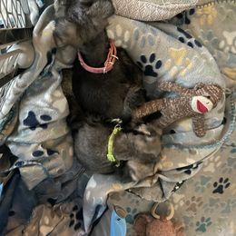 Miniature Schnauzer Puppies from Amanda Tragash