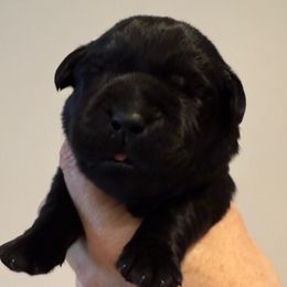 Miss Yellow - Black female Labrador Retriever puppy in Clinton, Tennessee from Summer Rose