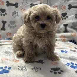 Boy 1 smaller - Cream male Maltipoo puppy in Lancaster, Kentucky from Dream Paws Puppies, LLC