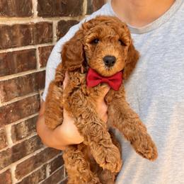 Bear - Red  male Goldendoodle puppy in Fulshear, Texas from Little Potatoes