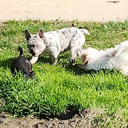 Boy 2 - Brindle and white male French Bulldog puppy in Camden, Michigan from Valley of the Blue Dogs