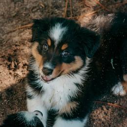 Lexington(Lexi) - Black tri-color female Australian Shepherd puppy in Aberdeen, North Carolina from Huckleberry Hill Aussies LLC.