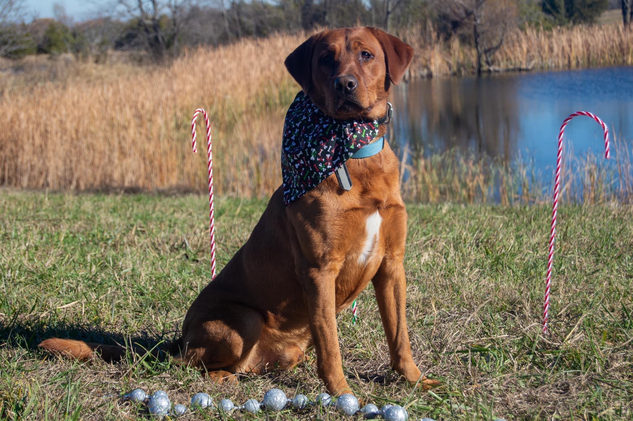Deep Red Reterver Red Retrievers in Texas | Labrador Retriever puppies | Good Dog