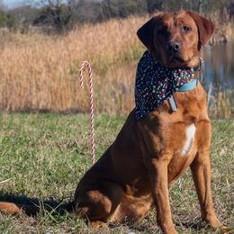 Labrador Retrievers from Red Retrievers