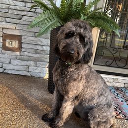 Sasha - Goldendoodle