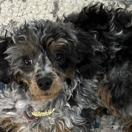 Bernedoodles, Poodles, and Shihpoos from Sue Watkins