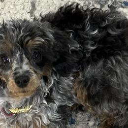 Bernedoodles, Poodles, and Shihpoos from Sue Watkins