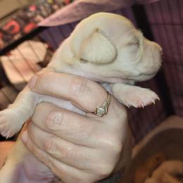 Male 4 - Cream male Dachshund puppy in Suffolk, Virginia from Mini Love Bugs