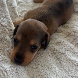 Bay - Sable female Dachshund puppy in Bremen, Georgia from Sapp’s Sweet and Spicy Dachshunds