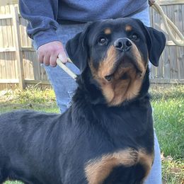 Murphy - Black and mahogany male Rottweiler puppy in Industry, Illinois from KDKs Kennels