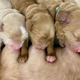 Australian Labradoodle Puppies from Salona Australian Labradoodles