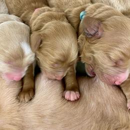 Australian Labradoodle Puppies from Salona Australian Labradoodles