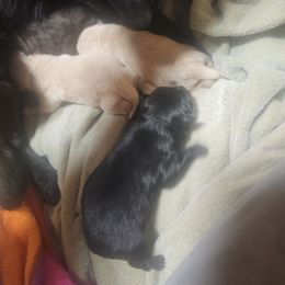 Black female - Black female Schipperke puppy in Randsburg, California from Light's Family Farm & Schipperke Ranch