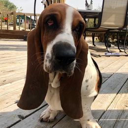 Clarabella - Basset Hound