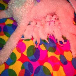 Poodle Puppies from Bonnie Weyrauch