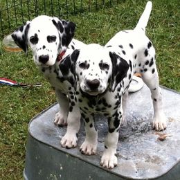 Dalmatians from Upton Dalmatians