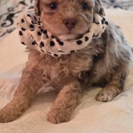 Boy 1 - Red merle male Aussiedoodle puppy in Junction, Utah from Sugar Doodles