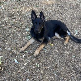German Shepherd Puppies from KVA Shepherds
