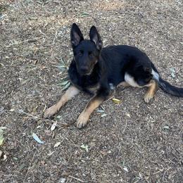 German Shepherd Puppies from KVA Shepherds