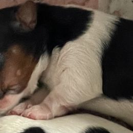 Girl 1 - Black tan and white female Biewer Terrier puppy in Lynchburg, Virginia from Kilmaren Cavaliers and Born in the USA Biewer Terriers