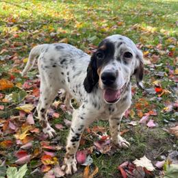 Cash - Blue belton and tan (tri-color) male English Setter puppy in Rogers, Ohio from StoneyBrook Setters