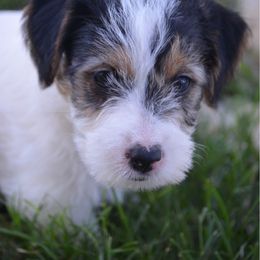 Girl 1 - Tri-color female Russell Terrier puppy in Oklahoma from Elite Russell Terriers