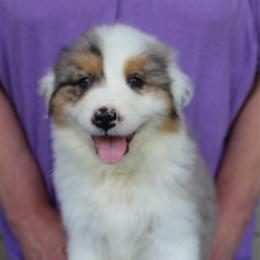 Flounder - Blue merle male Australian Shepherd puppy in Hammond, Louisiana from Gold Ring Australian Shepherds