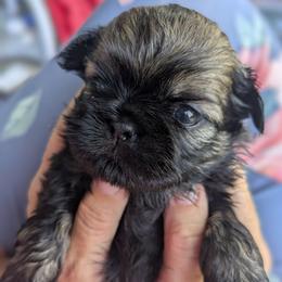 Tiny female sable - Sable female Shih Tzu puppy in Amherst, Maine from McKayla Hairston