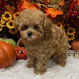 Micro Mini - Apricot female Poodle puppy in Atlanta, Georgia from ATLANTA POODLE BREEDER (AKC)